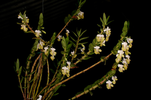 Dendrobium Ellipsophyllum